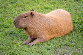 capybara lying on the grass